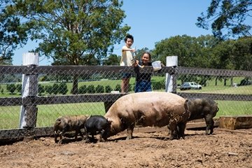 Voco kirkton park au farm animal feeding lifestyle