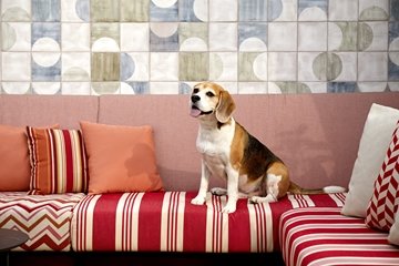 Kimpton growth
