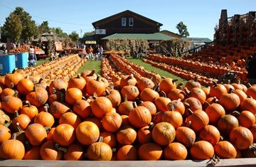 (Source: The Great Pumpkin Farm) 