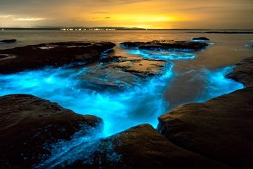 Bioluminescence in Jervis Bay, Australia (Source: Getty Images) 
