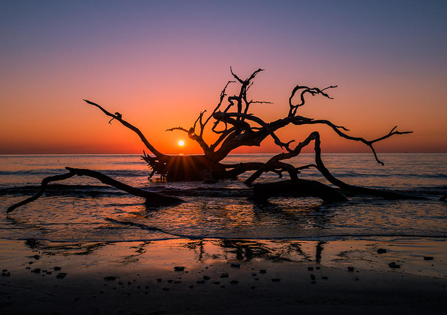 Driftwood Beach (Source: Golden Isles CVB)