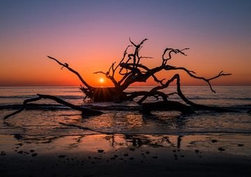 Drifwood Beach Golden Isles Georgia
