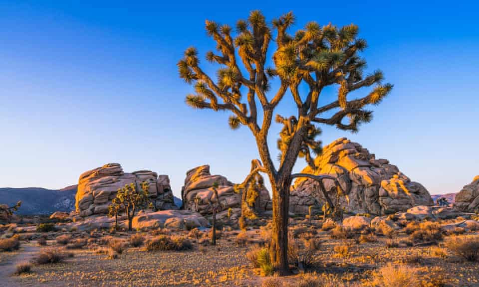 Joshua Tree National Park (Source: The Guardian)