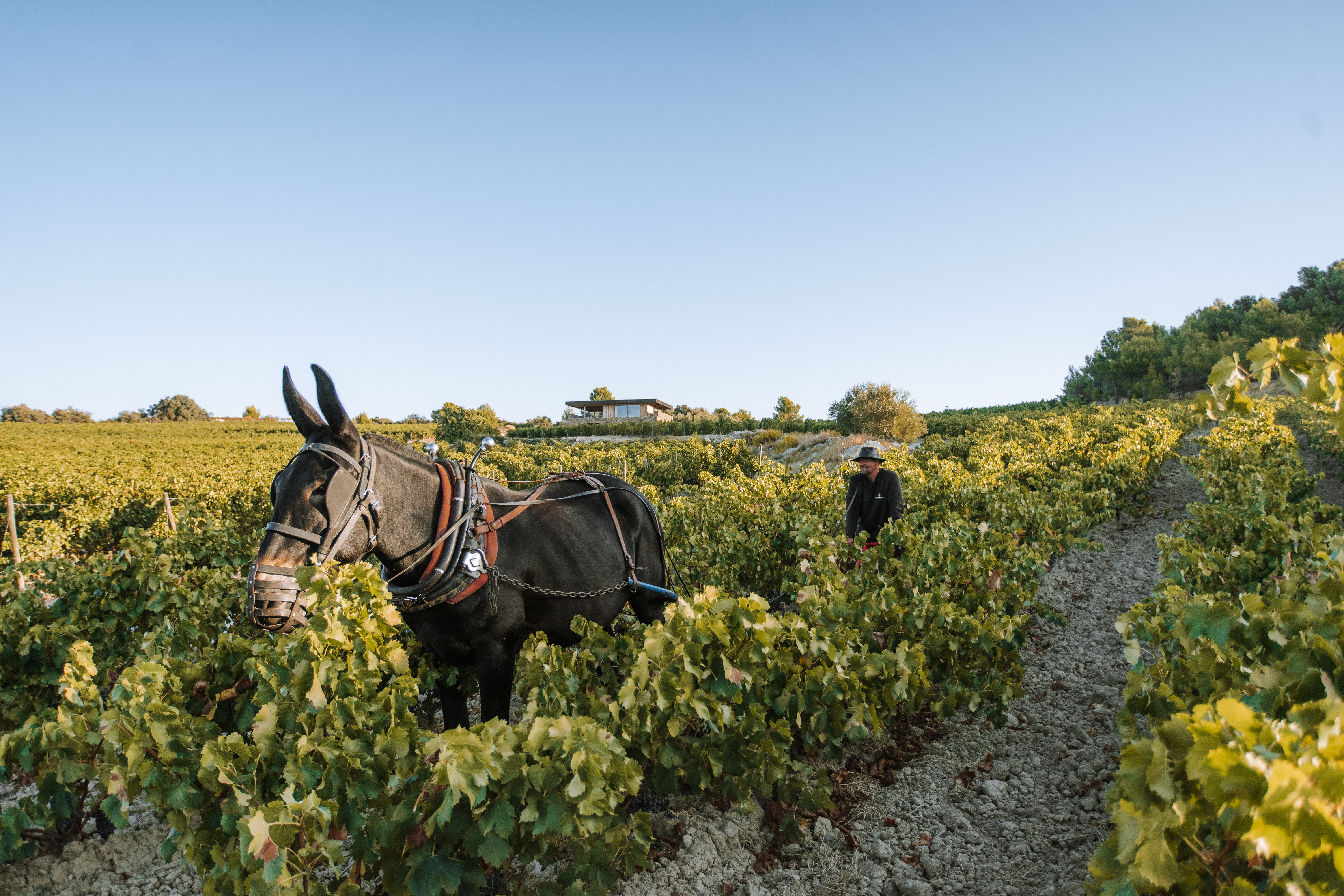 Gérard Bertrand, IHG Hotels & Resorts exclusive wine partner for all premium and luxury properties is an ardent follower of biodynamic agriculture. One of it’s newest blends, an orange wine called Orange Gold, was created using this method.Expect to see more orange wines on restaurant menus during warmer months and summer travel. (Photo Courtesy: Gérard Bertrand)