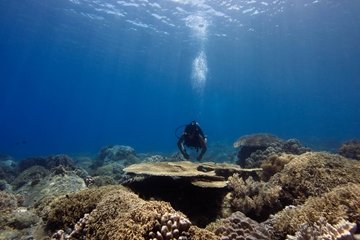 Scuba Diving Six Sences Ninh Van Bay