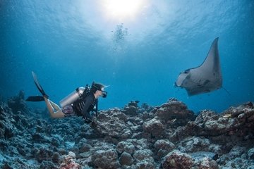 InterContinental Maldives Maamunagau Resort Manta Ray