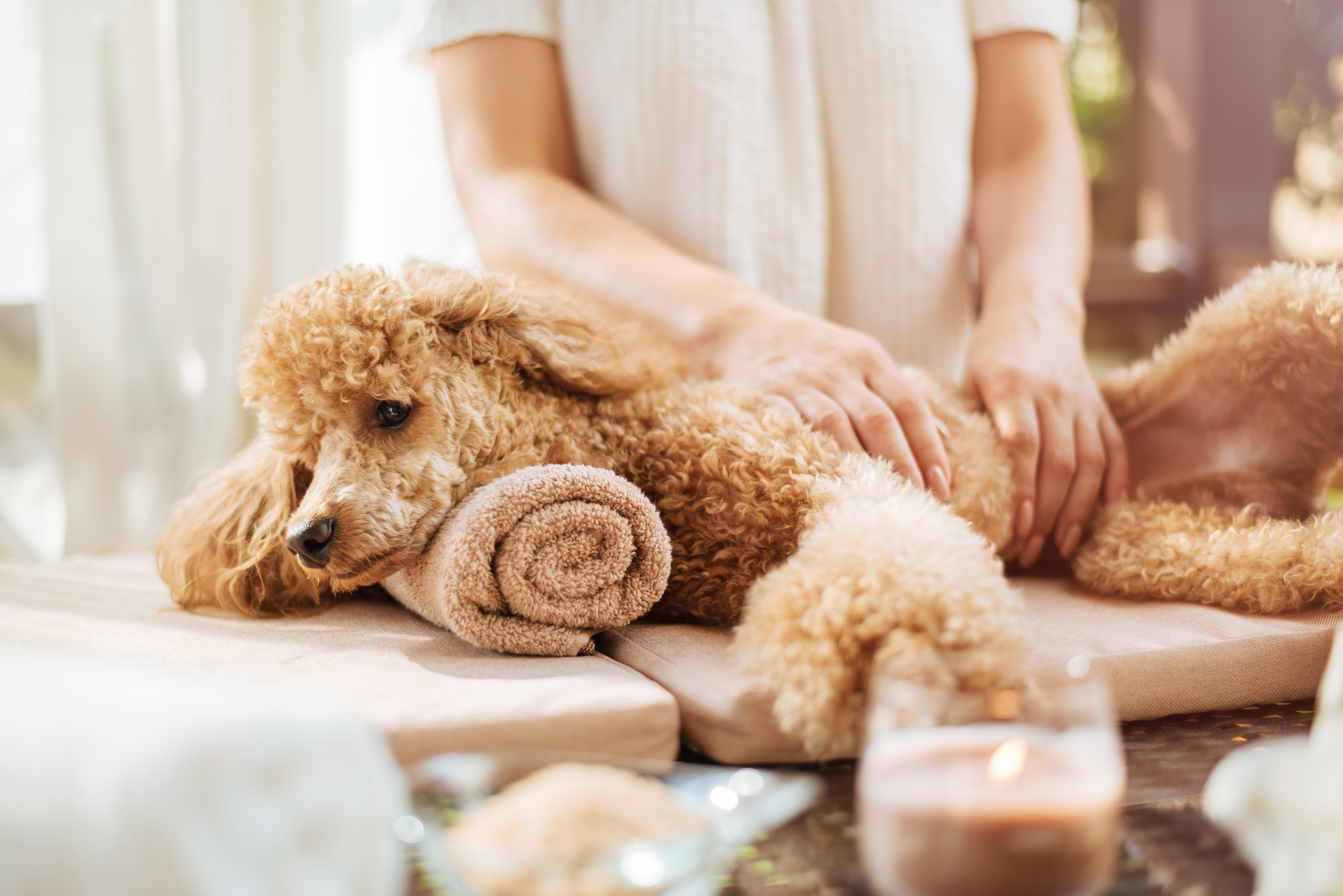 All pooches welcome: Celebrate International Dog Day in Australia with IHG